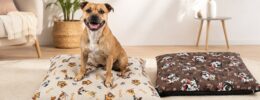 Neu im Shop: Hundekissen – Gemütlicher Wohlfühlplatz für Ihren Vierbeiner